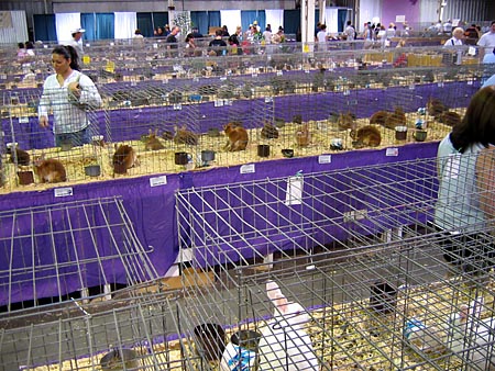 Many rabbits in cages
