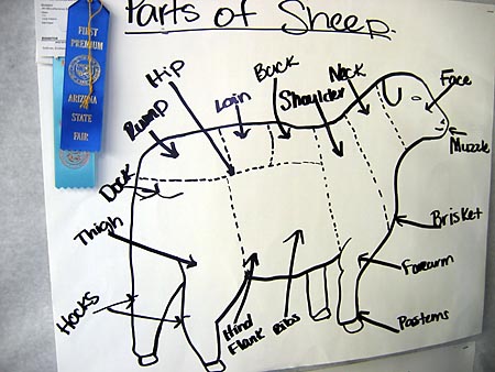 Sheep parts drawing by 4-H member Sheep parts drawing by 4-H member