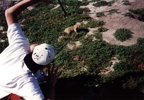 The prairie dog is neither a prairie nor a dog. It is a succulent.