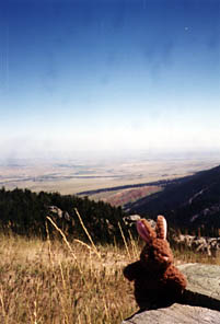 The Famous Back Up Rabbit Landscape Photo